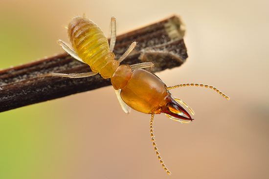 Termite control