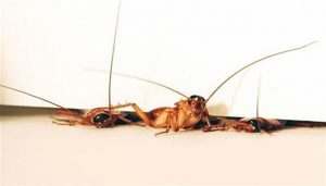 how-many-children-can-cockroaches