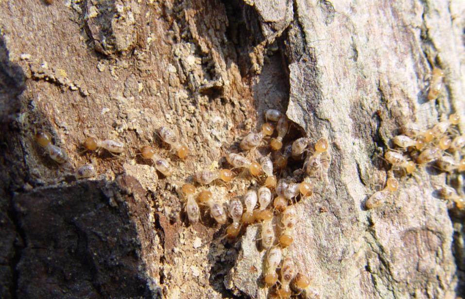 wooden-decorations-careful-termites