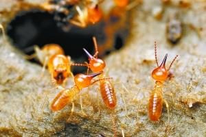 Termite control learning