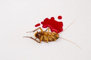 cockroaches-q-and-a