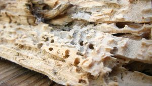 wood-furniture-bite-the-termite