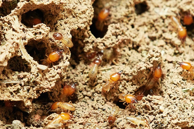 日本發現了全由雌性白蟻組成的部落
