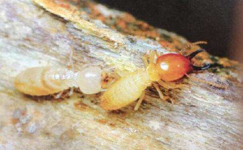 The termite army is invading your home