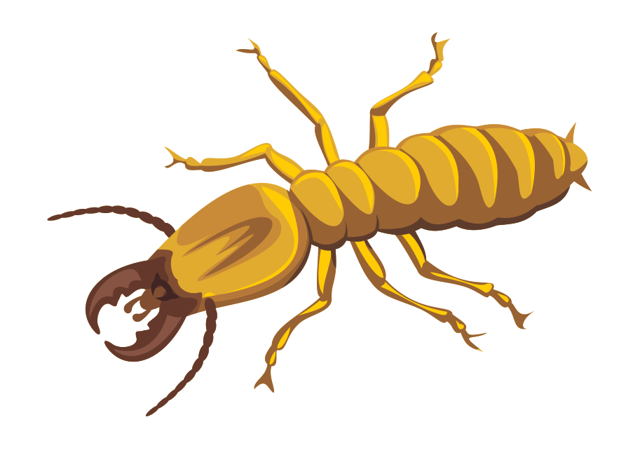 termite-control-to-be-sustained