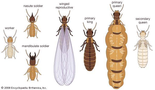 termites-need-to-control-the-season