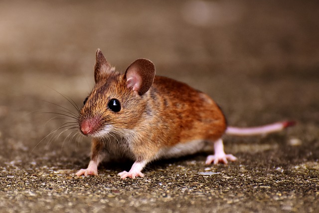 大學學測考場出現老鼠！四十一名考生移轉考場