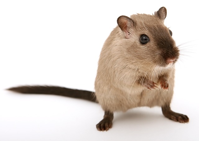 老鼠藥放哪裡比較有效果?