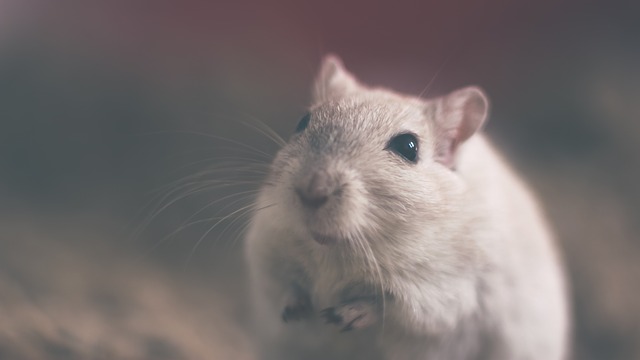 老鼠藥以及環境整潔有效驅除老鼠